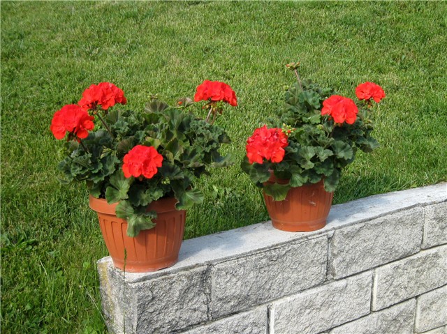 Pelargonium zonale 